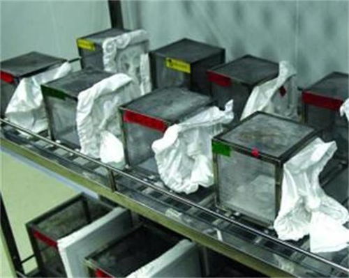 廣州黃埔一所工廠,每天放出500萬只蚊子 居民拍手叫好