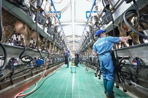 新乳業(yè)發(fā)布業(yè)績預告 上半年收入預計同比增長超60%，數(shù)字技術服務驅動強勁增長